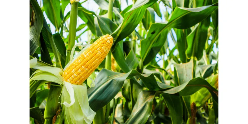 Telangana Farmers Shift from Cotton to Maize Amid Price and Yield Concerns